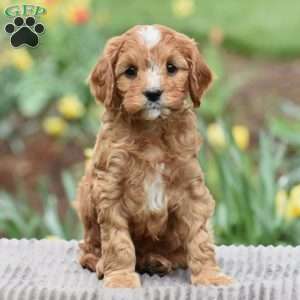 Jackson, Cavapoo Puppy